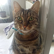 Dexter a rejoint le concours — aidez-le/la à gagner de superbes lots ! abyssinian, animal, blanket, cat, closet, couch, cupboard, egyptiancat, furniture, homedecor, indoors, kitten, linen, manx, pet, plant, plywood, shelf, wood