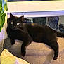 black_cat, cat, indoor, couch, pillow, plant, relaxing, furniture, pet, animal, living_room, cozy, wide_eyes, resting, domestic_cat, fur, whiskers, window_reflection, fan, home