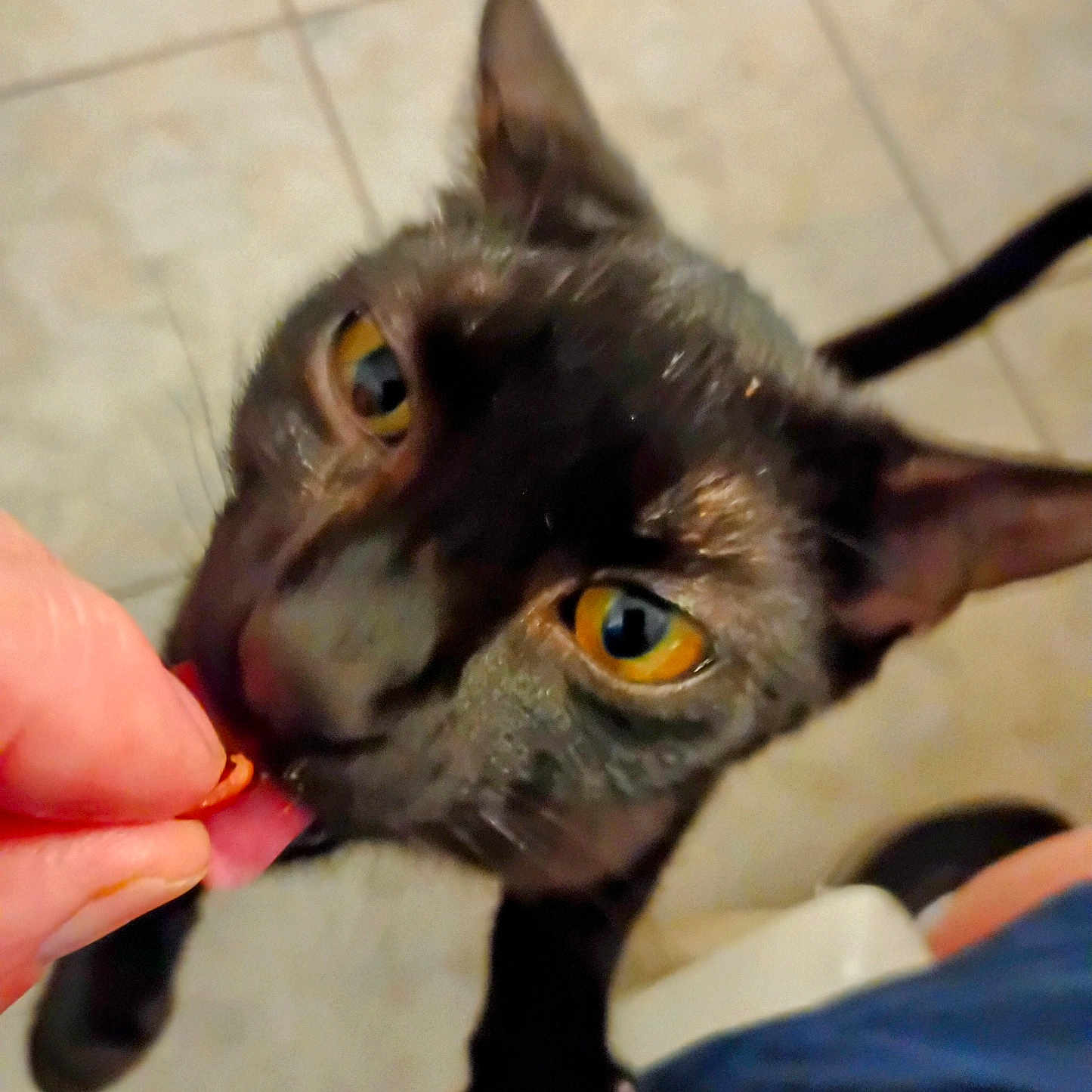 Sydney Magee joined the competition — help win amazing prizes! abyssinian, accessories, animal, baby, blackcat, bodypart, cat, finger, hand, kitten, manx, person, pet, siamese, strap