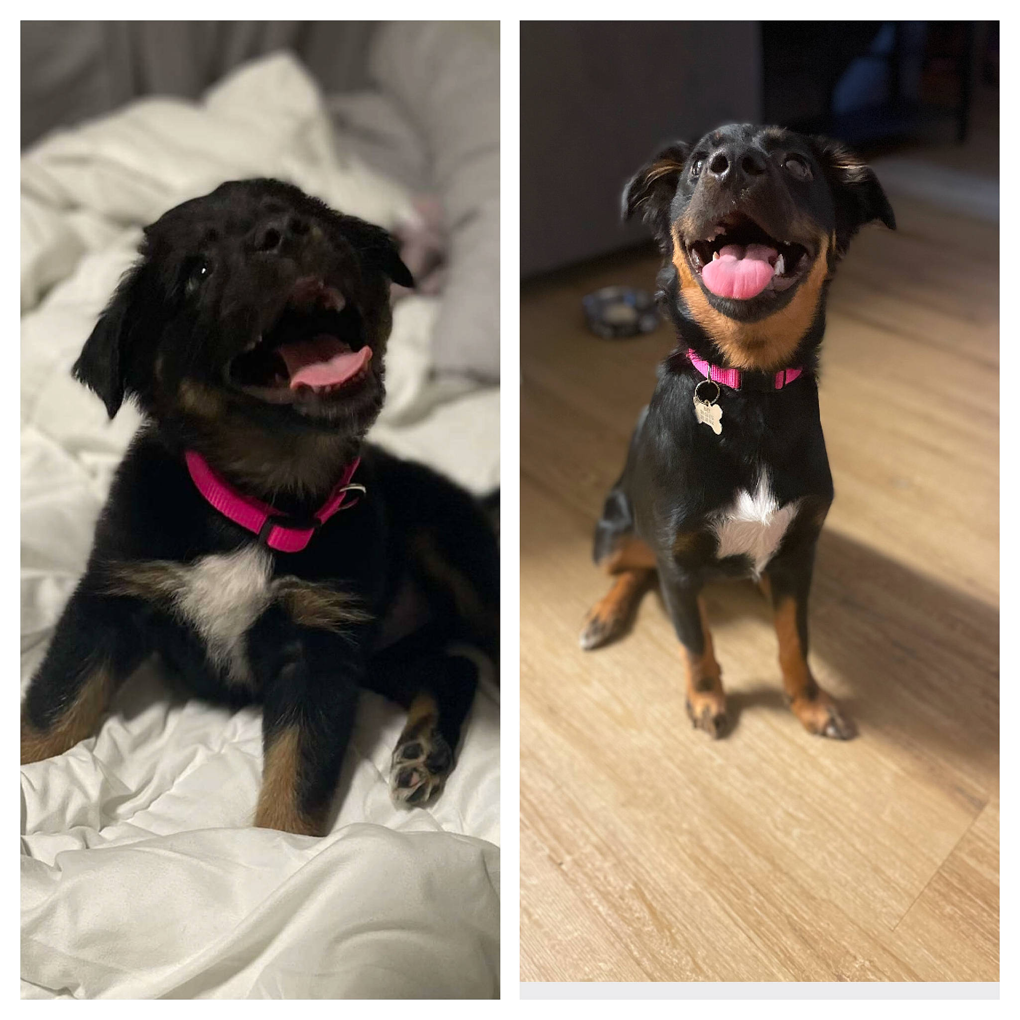 Maya is registered to the contest to win money with this photo: black, canidae, carnivore, collar, companion_dog, dog, dog_breed, dog_collar, dog_supply, fashion_accessory, fur, gesture, glasses, leash, liver, magenta, pet_supply, purple, snout, working_animal