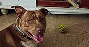 Cooper joined the competition — help win amazing prizes! dog, brown_dog, white_dog, indoor, floor, tile_floor, toy_ball, smiling_dog, collar, cabinet, decorative_toy, book, shelf, flooring, pet, happy, tongue_out, playful, animal, domestic