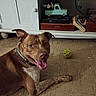 dog, brown_dog, white_dog, indoor, floor, tile_floor, toy_ball, smiling_dog, collar, cabinet, decorative_toy, book, shelf, flooring, pet, happy, tongue_out, playful, animal, domestic