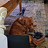 Cooper joined the competition — help win amazing prizes! dog, brown_dog, carpet, rug, wooden_table, table_leg, sneaker, white_sneaker, floor, living_room, furniture, relaxed, pet, indoor, canine, looking, seated, domestic, cozy, casual