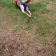 Cooper is registered to the contest to win money with this photo: dog, grass, stick, outdoor, pet, animal, brown_dog, harness, lying_down, nature, canine, summer, daytime, playful, paw, field, grass_patch, looking_away, domestic_animal, leisure