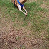 dog, grass, stick, outdoor, pet, animal, brown_dog, harness, lying_down, nature, canine, summer, daytime, playful, paw, field, grass_patch, looking_away, domestic_animal, leisure