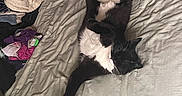 Remy joined the competition — help win amazing prizes! animal, bed, black_and_white, blanket, cat, clothes, cozy, feline, fur, indoor, laying_down, messy, paw, pet, relaxed, resting, sheet, sleeping, stretching, whiskers