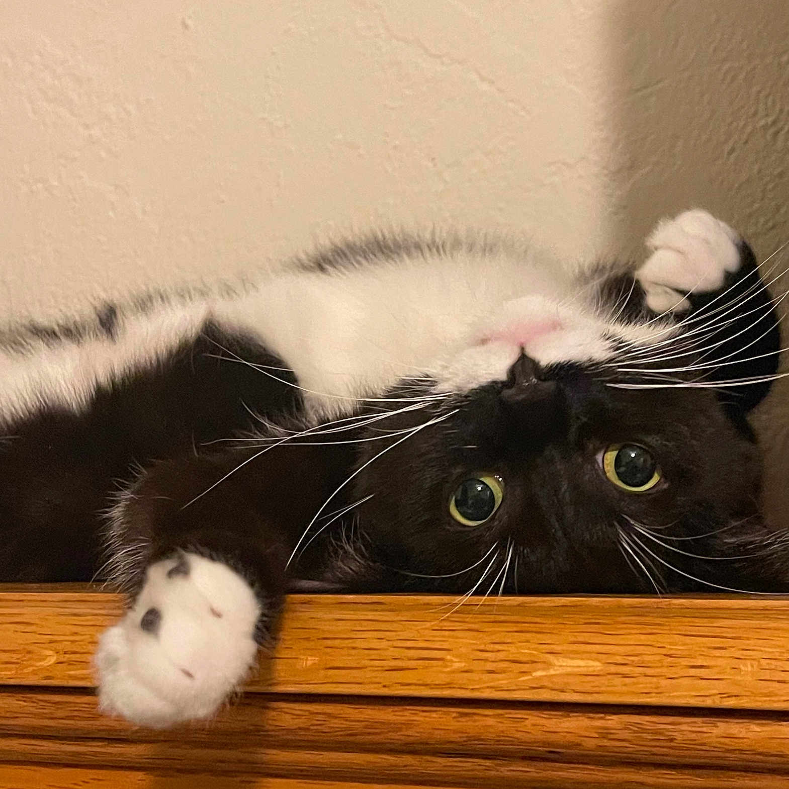 Remy is registered to the contest to win money with this photo: animal, black_and_white, cat, closeup, curious, cute, domestic_cat, feline, fur, green_eyes, indoor, paw, pet, playful, portrait, relaxed, tuxedo_cat, upside_down, whiskers, wooden_surface