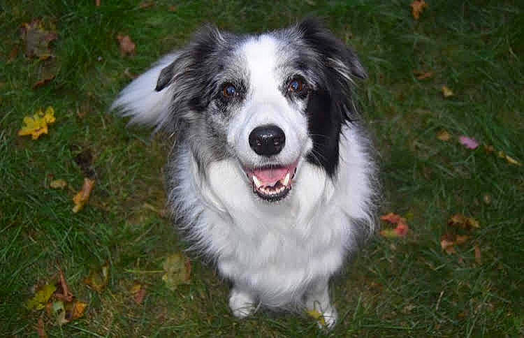 Shadow joined the competition — help win amazing prizes! aidi, australian_collie, australian_shepherd, border_collie, bucovina_shepherd_dog, canidae, carnivore, companion_dog, dog, dog_breed, english_shepherd, herding_dog, mammal, miniature_australian_shepherd, rare_breed_dog, snout, sporting_group, vertebrate, welsh_sheepdog, working_dog