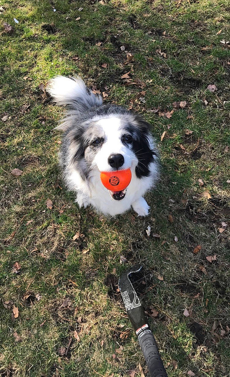 Shadow is registered to the contest to win money with this photo: australian_shepherd, border_collie, canidae, carnivore, companion_dog, dog, dog_breed, grass, herding_dog, mammal, rare_breed_dog, sporting_group, working_dog