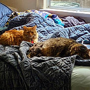 Loki is registered to the contest to win money with this photo: cat, cats, indoor, bed, blanket, quilt, window, sunlight, feline, orange_cat, tabby_cat, sleeping, resting, cozy, fur, domestic_animal, pet, relaxing, home, comfort