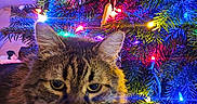 Loki joined the competition — help win amazing prizes! cat, tabby_cat, christmas_tree, christmas_lights, ornaments, colorful_lights, indoor, pet, furry, animal, holiday, decoration, toy, controller, floor, closeup, portrait, festive, tree_branch, whiskers
