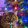 cat, tabby_cat, christmas_tree, christmas_lights, ornaments, colorful_lights, indoor, pet, furry, animal, holiday, decoration, toy, controller, floor, closeup, portrait, festive, tree_branch, whiskers