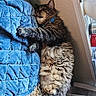 Loki joined the competition — help win amazing prizes! cat, tabby, sleeping, quilt, blue, furniture, indoor, pet, cozy, fur, collar, window, sunlight, resting, home, animal, cute, fluffy, relaxed, bedspread