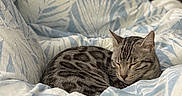 Koda joined the competition — help win amazing prizes! cat, tabby, sleeping, blanket, bed, cozy, indoor, feline, pet, resting, striped, cute, animal, comfort, soft, fur, domestic, relaxed, patterned, closeup