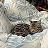 cat, tabby, sleeping, blanket, bed, cozy, indoor, feline, pet, resting, striped, cute, animal, comfort, soft, fur, domestic, relaxed, patterned, closeup