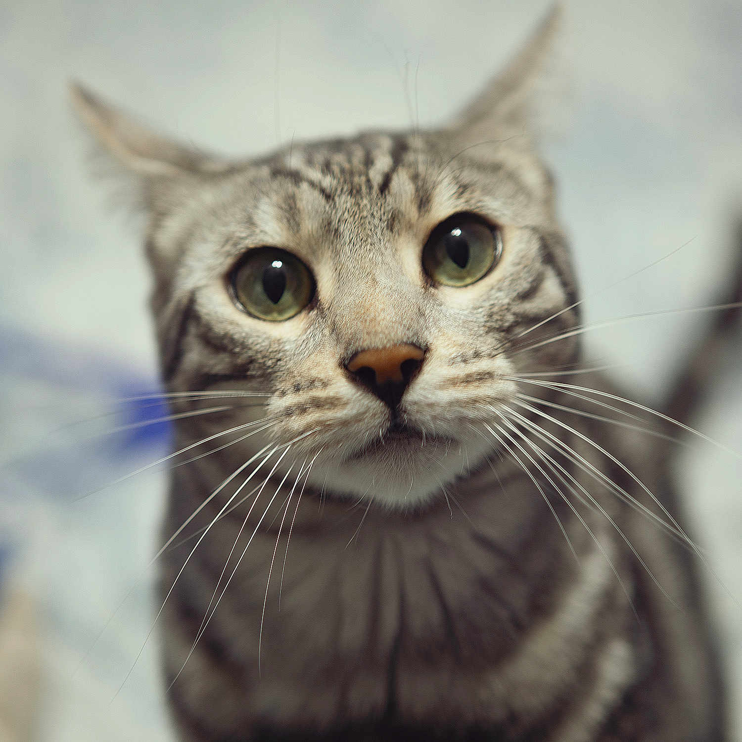 Koda