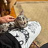 Koda joined the competition — help win amazing prizes! cat, tabby_cat, pet, animal, person, hand, lap, clothing, indoor, furniture, carpet, relaxation, green_eyes, cozy, comfort, blurred_background, resting, domestic_animal, casual, human_interaction