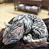Koda joined the competition — help win amazing prizes! cat, silver_tabby, sleeping, furry_blanket, curled_up, indoor, pet, cozy, nap, fur, whiskers, relaxed, home, soft_texture, domestic_cat, animal, close_up, resting, living_room, blurred_background