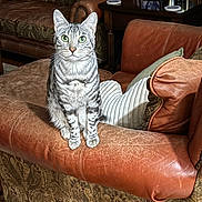 Koda is registered to the contest to win money with this photo: cat, tabby_cat, green_eyes, leather_sofa, cushion, armrest, vintage_furniture, living_room, home_interior, photograph, pet, domestic_animal, curious, seated, portrait, cozy, family_photos, decor, furniture, indoor