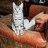 cat, tabby_cat, green_eyes, leather_sofa, cushion, armrest, vintage_furniture, living_room, home_interior, photograph, pet, domestic_animal, curious, seated, portrait, cozy, family_photos, decor, furniture, indoor