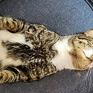 Lokie is registered to the contest to win money with this photo: cat, tabby, white_patches, lying_down, relaxed, fur, whiskers, pet, animal, domestic_cat, blue_fabric, couch, resting, cute, indoor, sleepy, mammal, closeup, feline, paw