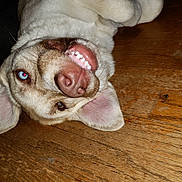 Ivyjade joined the competition — help win amazing prizes! dog, canine, pet, floor, wooden_floor, teeth, tongue, close_up, playful, funny, upside_down, ears, nose, mouth, fur, animal, domestic_animal, indoor, red_eye, smile