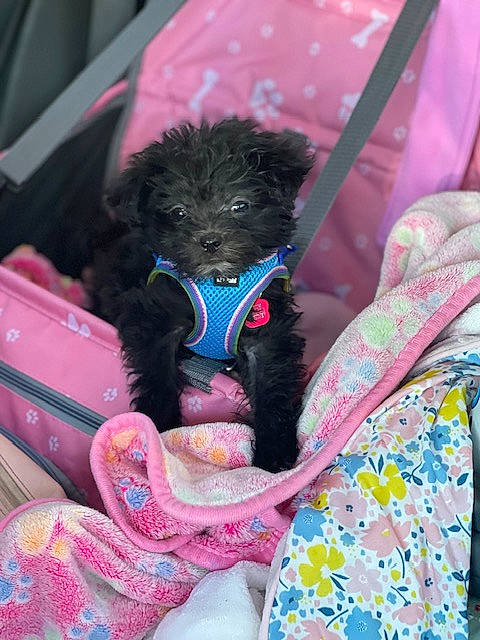 Willow is registered to the contest to win money with this photo: canidae, carnivore, collar, companion_dog, dog, dog_breed, dog_clothes, dog_collar, dog_supply, fawn, fur, magenta, pet_supply, pink, snout, sporting_group, terrier, toy_dog, water_dog, working_animal