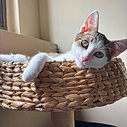 Charlie joined the competition — help win amazing prizes! cat, pet, indoor, basket, woven, feline, ears, whiskers, nose, eyes, relaxed, curious, animal, cute, resting, furniture, home, soft_light, close_up, portrait