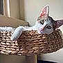 cat, pet, indoor, basket, woven, feline, ears, whiskers, nose, eyes, relaxed, curious, animal, cute, resting, furniture, home, soft_light, close_up, portrait