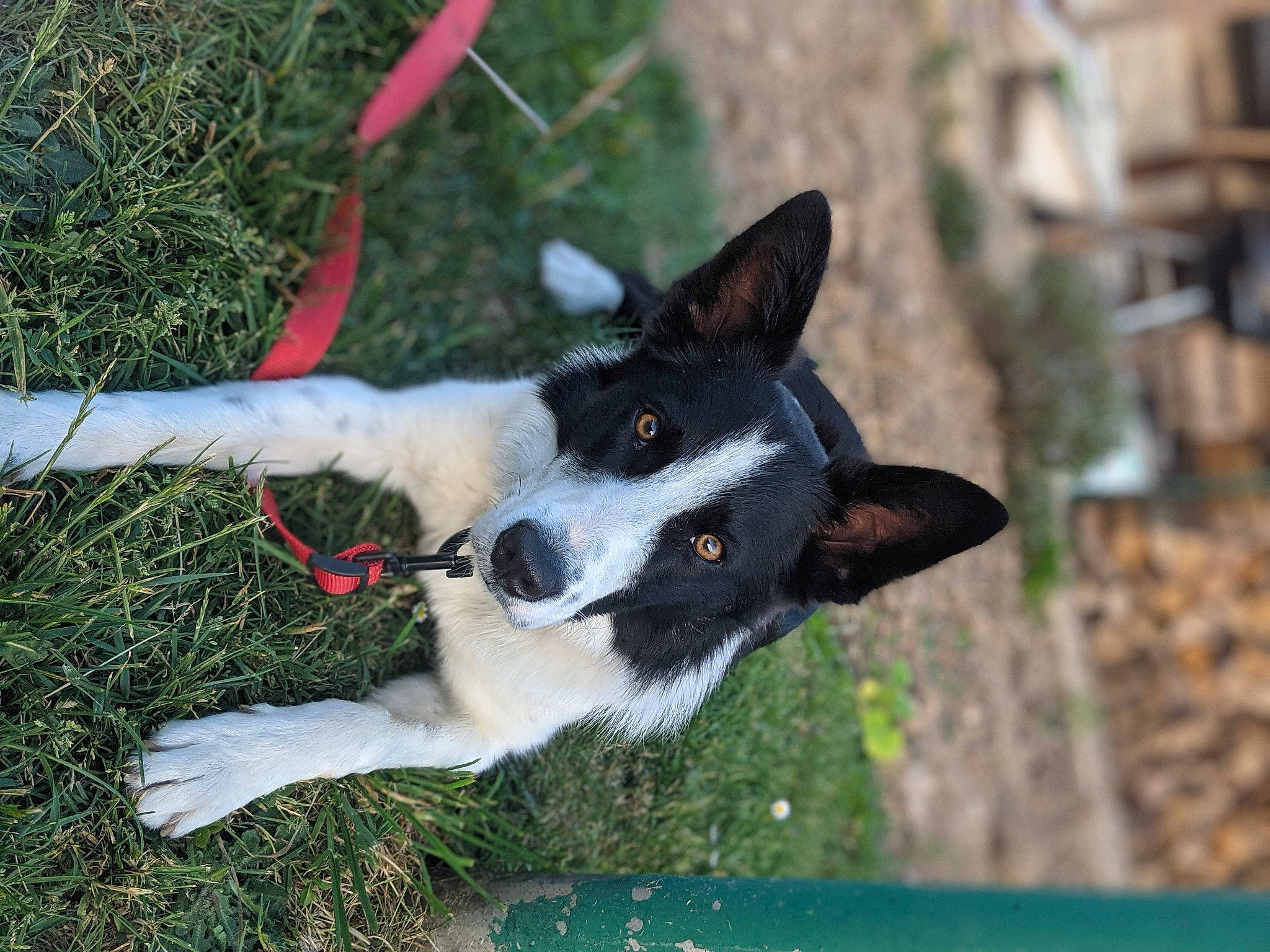 Scott participe au concours pour gagner de l'argent avec cette photo : animal_sports, canidae, carmine, carnivore, collar, companion_dog, dog, dog_breed, dog_collar, dog_sports, grass, herding_dog, plant, recreation, sporting_group, tail, toy, whiskers, working_animal, working_dog