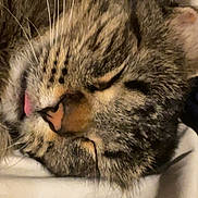 Dough Boy is registered to the contest to win money with this photo: animal, cat, close_up, cozy, cute, domestic_cat, face, feline, fur, indoor, nap, peaceful, pet, relaxed, resting, sleeping, soft, tabby, tongue_out, whiskers