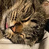 animal, cat, close_up, cozy, cute, domestic_cat, face, feline, fur, indoor, nap, peaceful, pet, relaxed, resting, sleeping, soft, tabby, tongue_out, whiskers