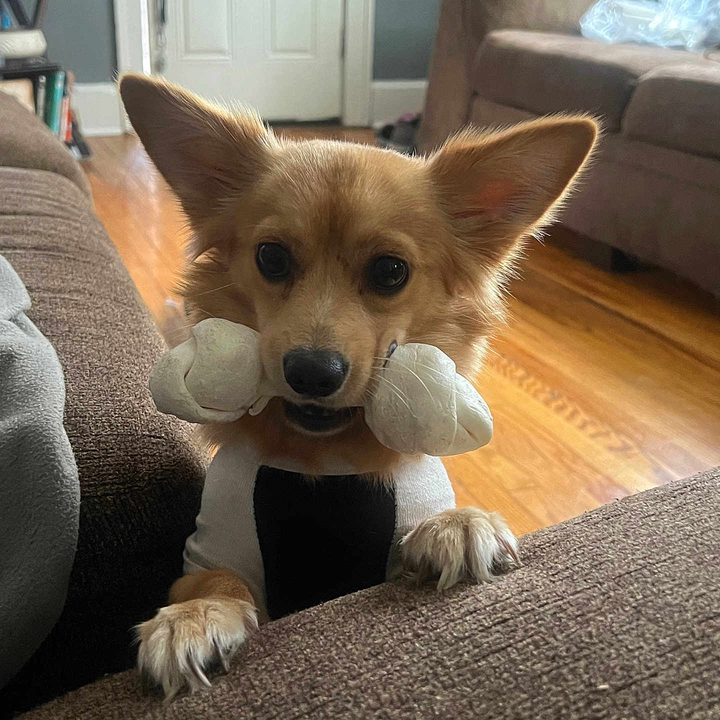 Bolt is registered to the contest to win money with this photo: animal, architecture, building, canine, computerhardware, couch, cushion, dog, electronics, furniture, hardware, homedecor, indoors, interiordesign, livingroom, monitor, pet, puppy, room, screen