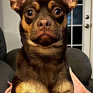 Tank joined the competition — help win amazing prizes! dog, pet, brown_dog, ears, living_room, blanket, indoor, furniture, door, window, face, canine, animal, cute, expression, sitting, fur, eyes, nose, portrait