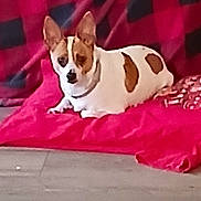 Peanut is registered to the contest to win money with this photo: dog, pet, cushion, red, white, brown, indoor, floor, blanket, checkered, resting, small_dog, ears, fur, animal, domestic_animal, looking, cozy, relaxed, home