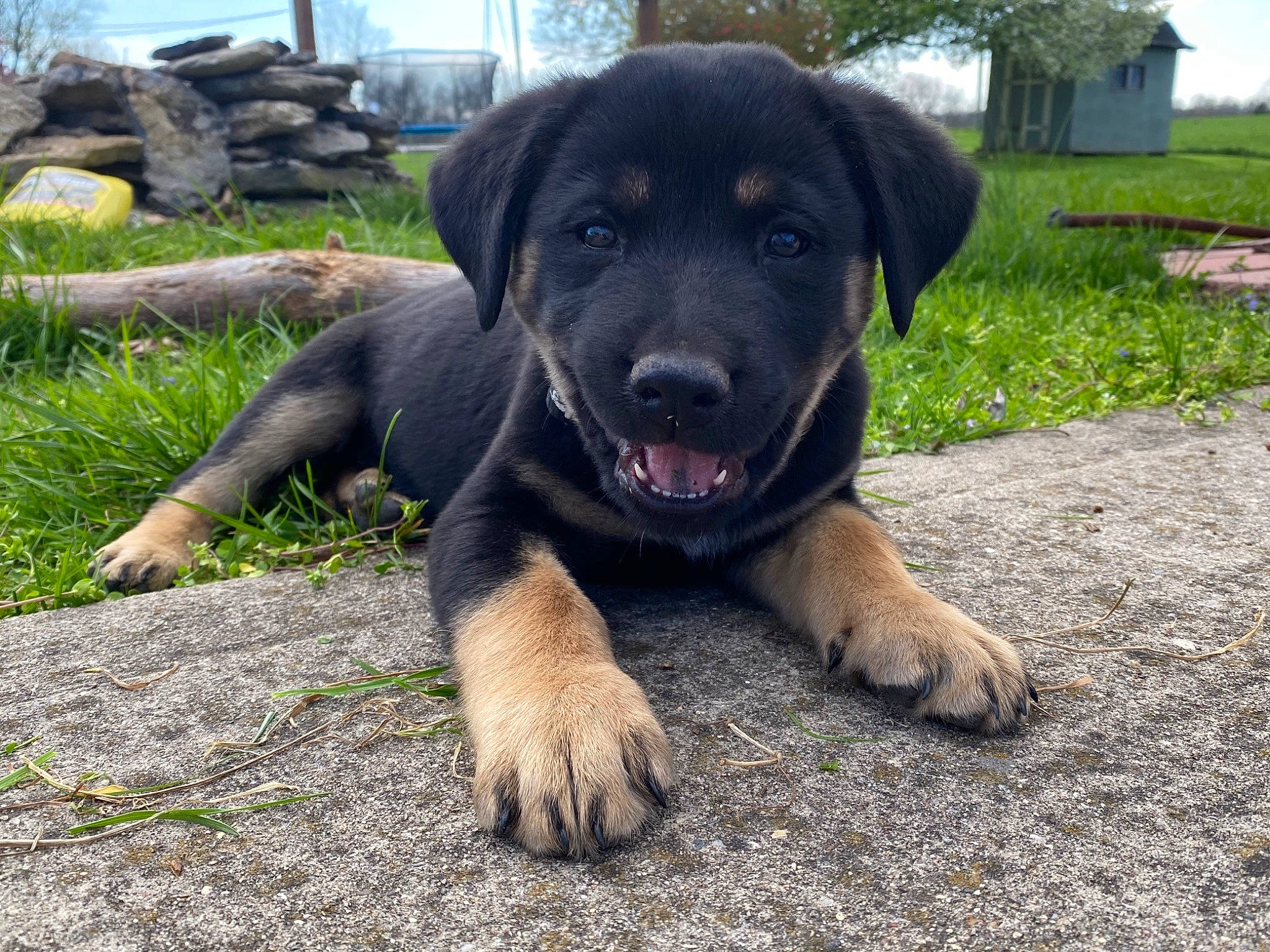 Stoney joined the competition — help win amazing prizes! canidae, carnivore, companion_dog, dog, dog_breed, fawn, labrador_husky, labrador_retriever, mammal, puppy, rare_breed_dog, snout, sporting_group, vertebrate