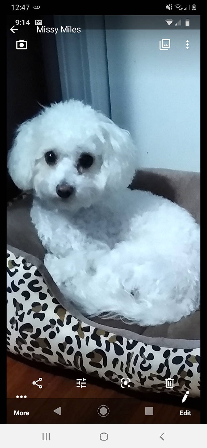 Snow joined the competition — help win amazing prizes! bichon, bichon_frise, bolognese, bolonka, canidae, carnivore, companion_dog, dog, dog_breed, maltepoo, maltese, mammal, miniature_poodle, non_sporting_group, nose, poodle_crossbreed, puppy, snout, toy_poodle, vertebrate