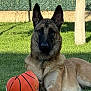 animal, basketball, belgian_malinois, canine, dog, fence, grass, guarding, loyal, nature, outdoor, park, pet, playing, resting, shade, summer, sunlight, toy, tree