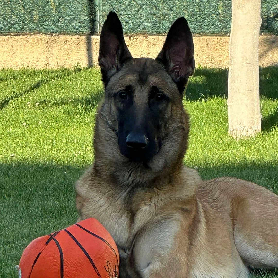Shadow participe au concours pour gagner de l'argent avec cette photo : animal, basketball, belgian_malinois, canine, dog, fence, grass, guarding, loyal, nature, outdoor, park, pet, playing, resting, shade, summer, sunlight, toy, tree