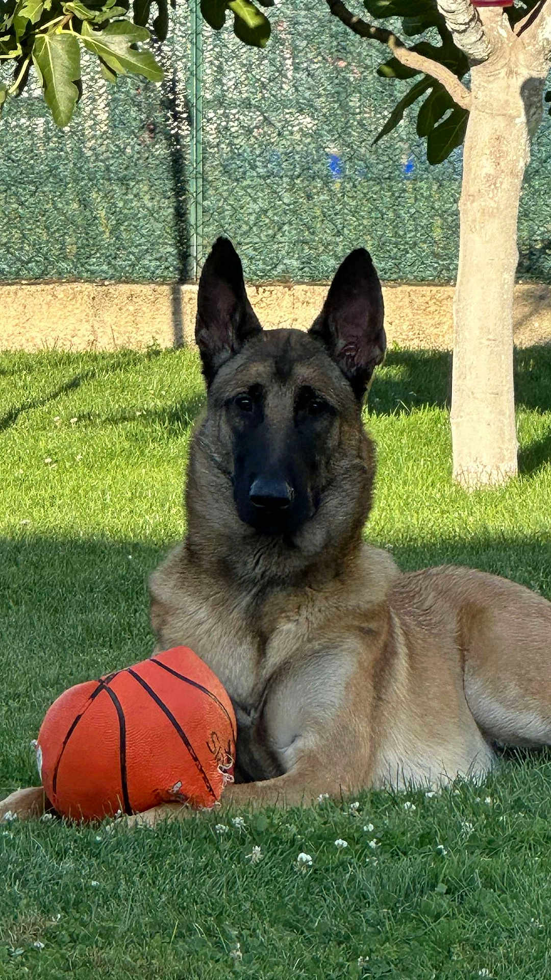 Shadow
