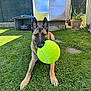 dog, german_shepherd, tennis_ball, grass, backyard, pet, animal, playful, outdoor, canine, greenery, sunlight, shed, garden, paws, fur, ears, snout, toy, relaxed
