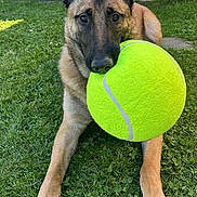 Shadow a rejoint le concours — aidez-le/la à gagner de superbes lots ! animal, canine, daytime, dog, ears_up, fun, german_shepherd, grass, lying_down, mouth, nature, nose, outdoor, paws, pet, playful, sunlight, tennis_ball, toy, yard