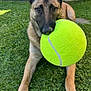 animal, canine, daytime, dog, ears_up, fun, german_shepherd, grass, lying_down, mouth, nature, nose, outdoor, paws, pet, playful, sunlight, tennis_ball, toy, yard