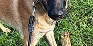 Shadow a rejoint le concours — aidez-le/la à gagner de superbes lots ! accessories, animal, canine, dog, germanshepherd, grass, greatdane, leash, pet, plant, policedog, snout, strap, tree