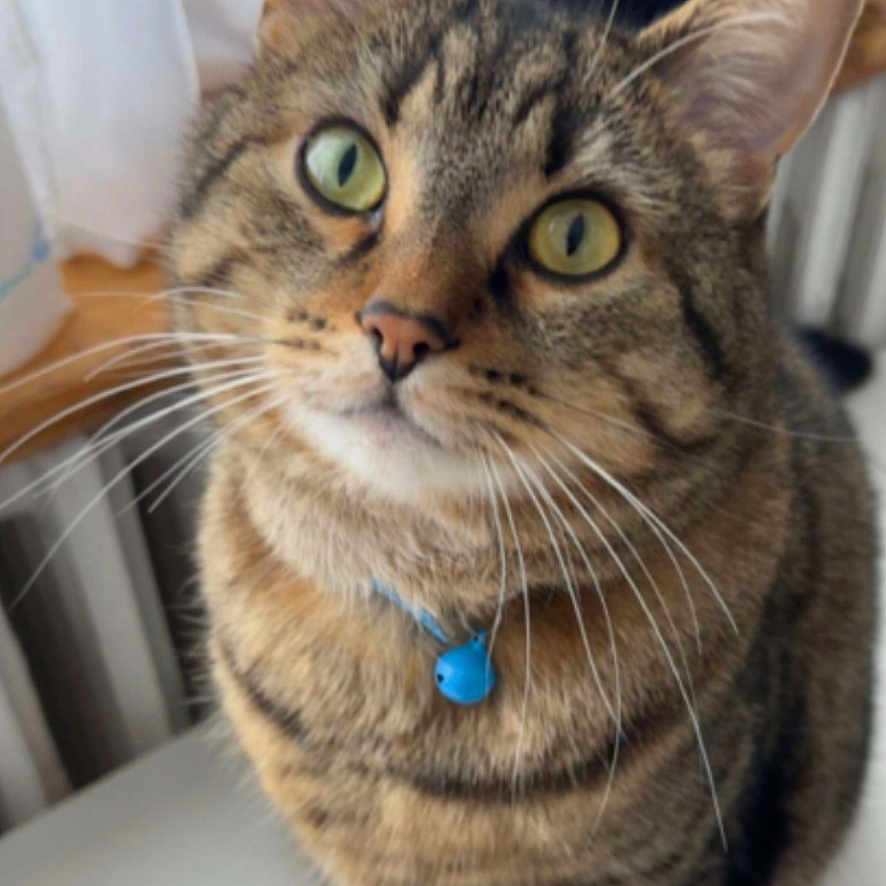 Simba