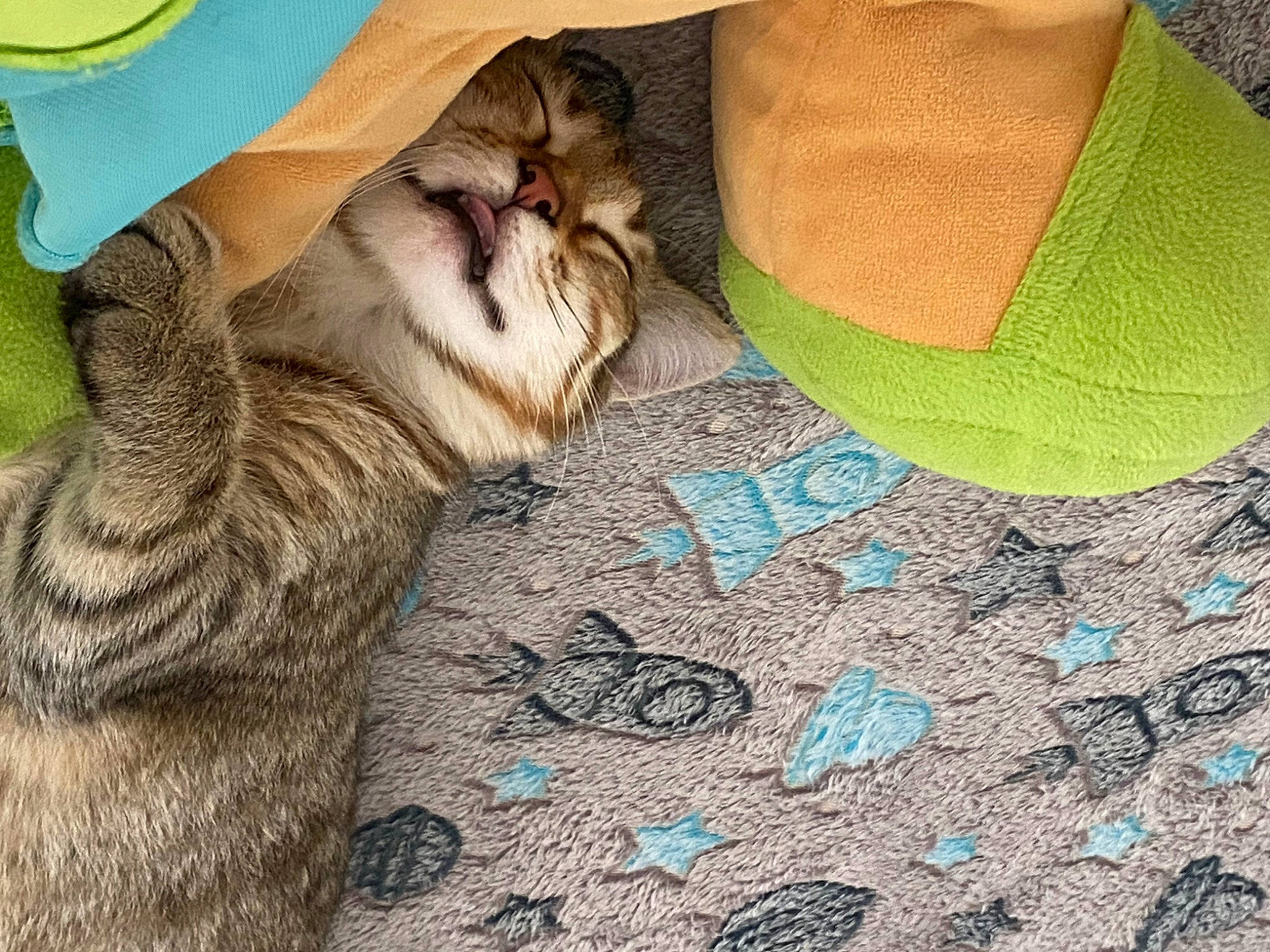 Nala participe au concours pour gagner de l'argent avec cette photo : carnivore, cat, comfort, domestic_short_haired_cat, fawn, felidae, grass, grey, hat, human_leg, mammal, pattern, paw, small_to_medium_sized_cats, snout, tail, textile, tree, whiskers, wood