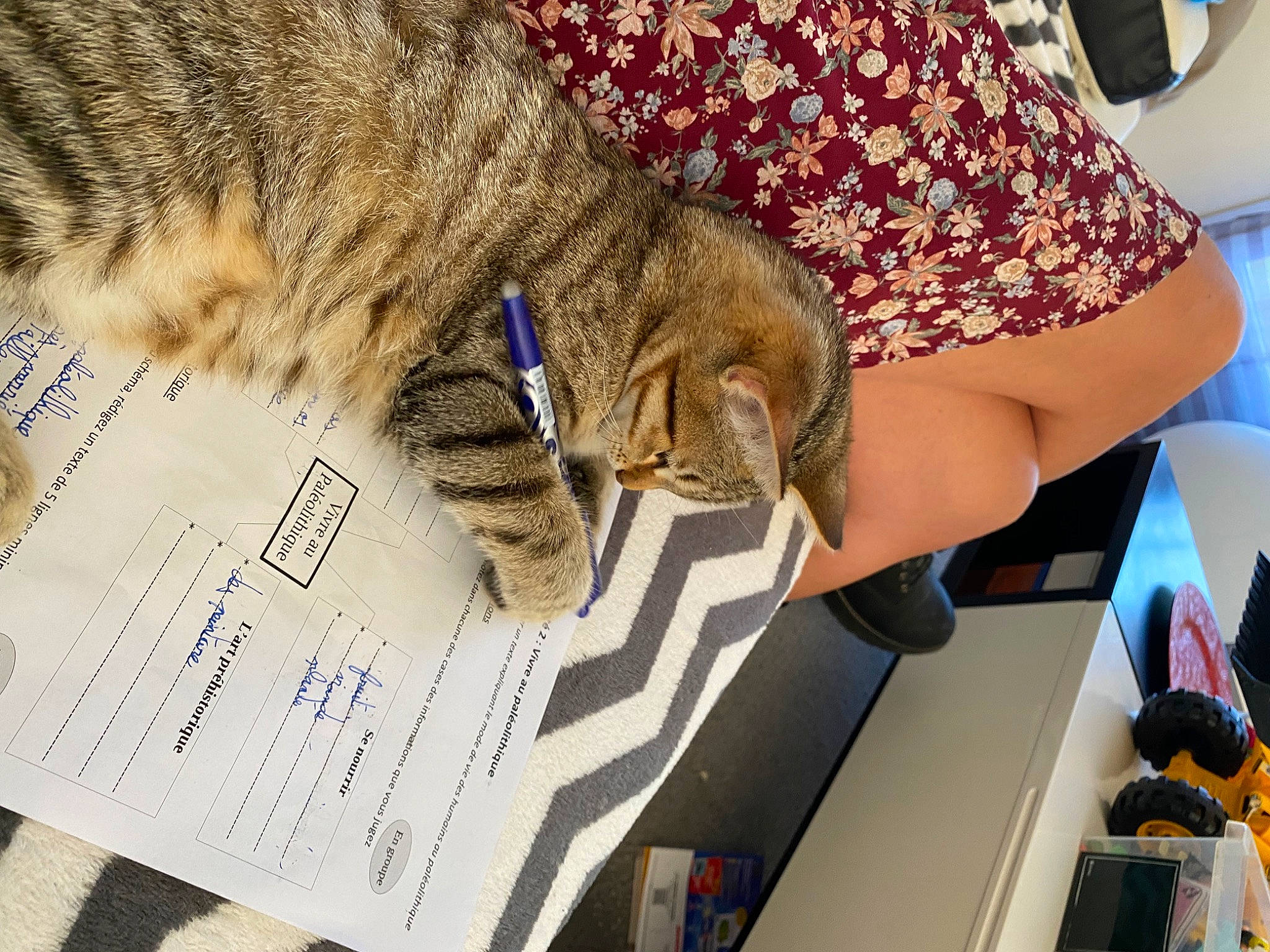 Nala participe au concours pour gagner de l'argent avec cette photo : carnivore, cat, domestic_short_haired_cat, eyewear, felidae, fur, human_leg, nap, pattern, paw, small_to_medium_sized_cats, tail, thigh, whiskers