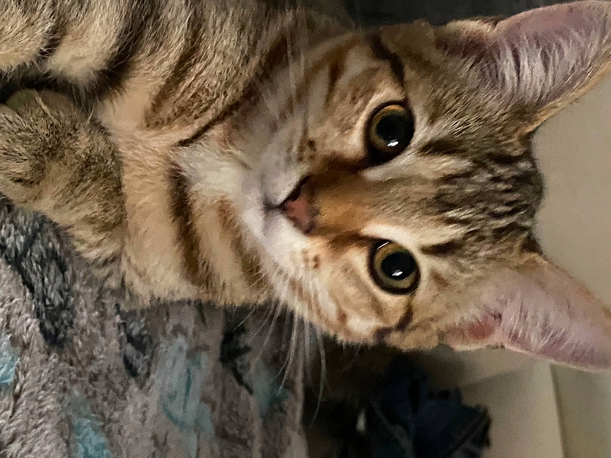 Nala a rejoint le concours — aidez-le/la à gagner de superbes lots ! carnivore, cat, claw, domestic_short_haired_cat, ear, eye, felidae, fur, gesture, paw, small_to_medium_sized_cats, snout, terrestrial_animal, whiskers, wildlife