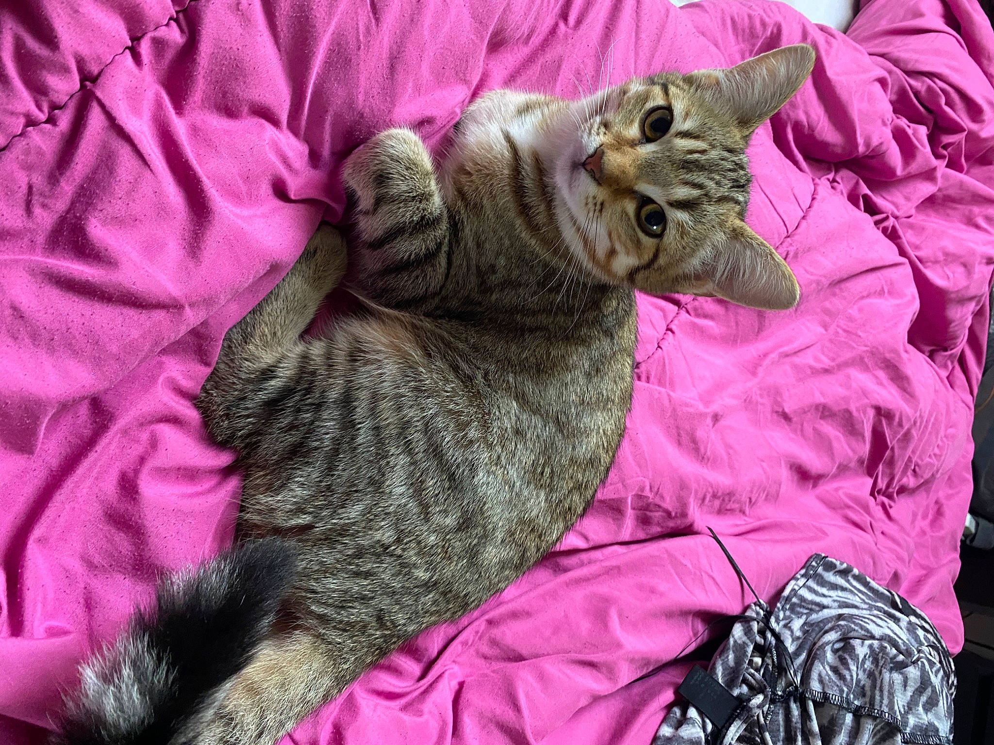 Nala participe au concours pour gagner de l'argent avec cette photo : carnivore, cat, claw, comfort, domestic_short_haired_cat, felidae, fur, linens, magenta, paw, pink, purple, small_to_medium_sized_cats, tail, textile, tree, vertebrate, whiskers