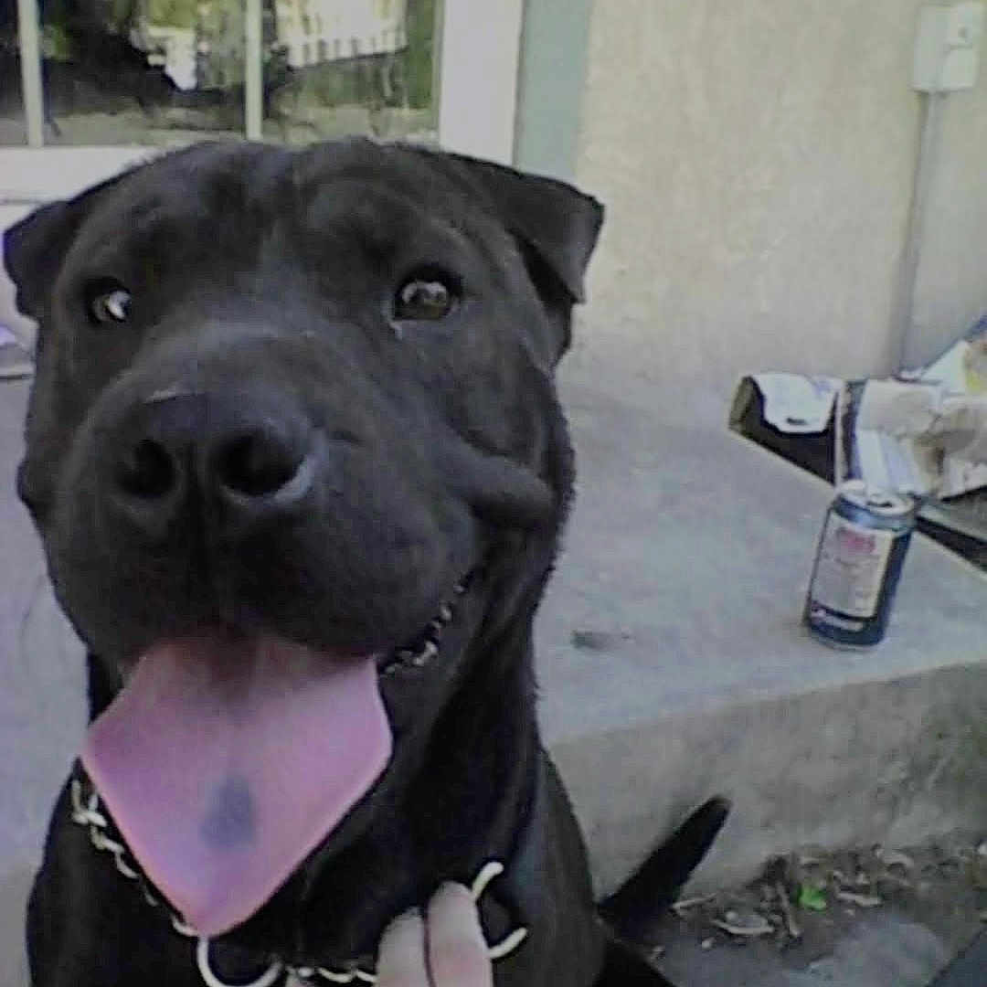 Purty Panda joined the competition — help win amazing prizes! accessories, animal, ball, bodypart, boxer, bulldog, canine, dog, hound, labradorretriever, mouth, pet, pitbull, plant, pottedplant, puppy, snout, sport, tennis, tennisball